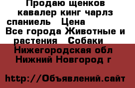 Продаю щенков кавалер кинг чарлз спаниель › Цена ­ 40 000 - Все города Животные и растения » Собаки   . Нижегородская обл.,Нижний Новгород г.